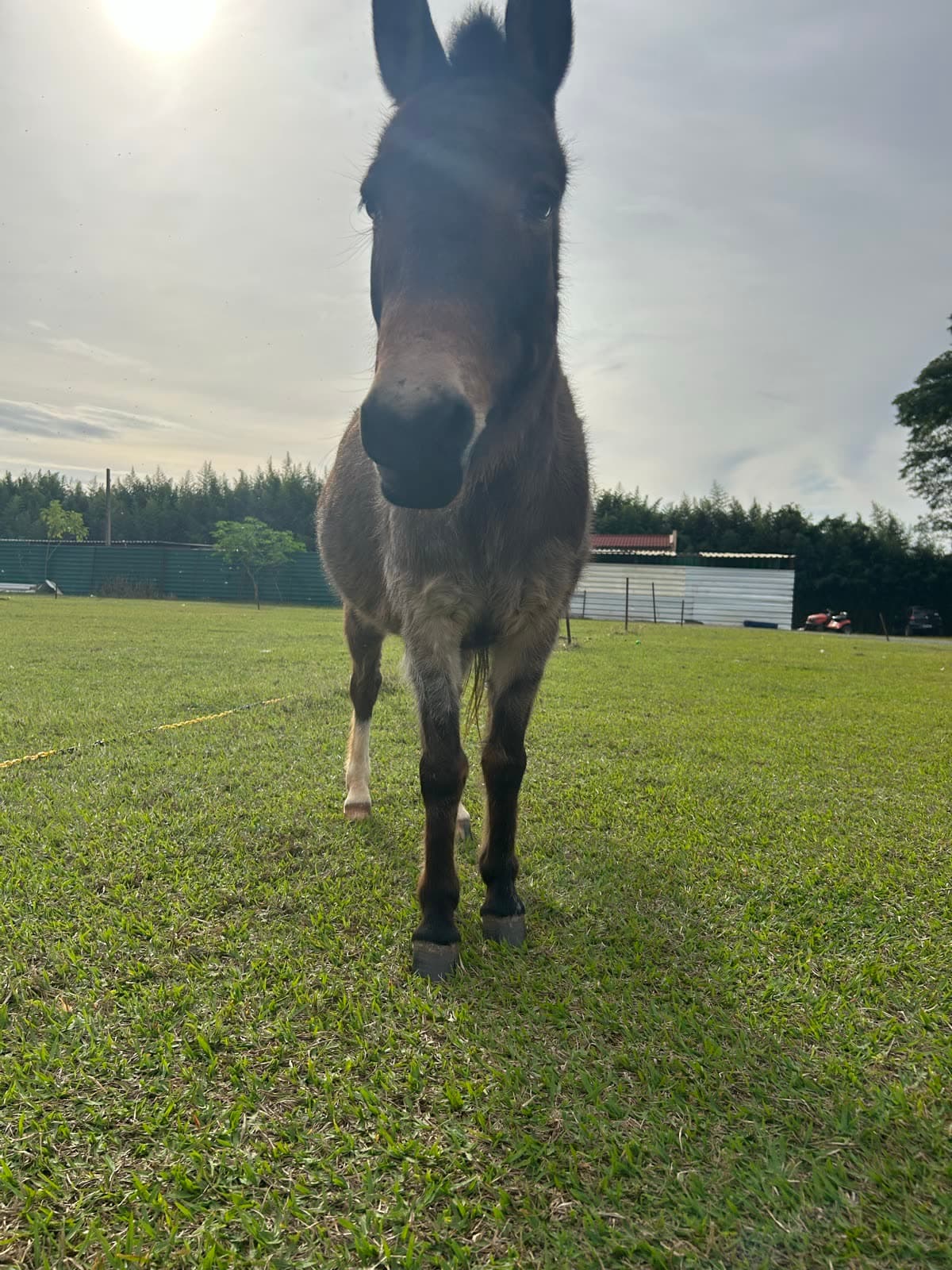 Mini burro da fazendinha