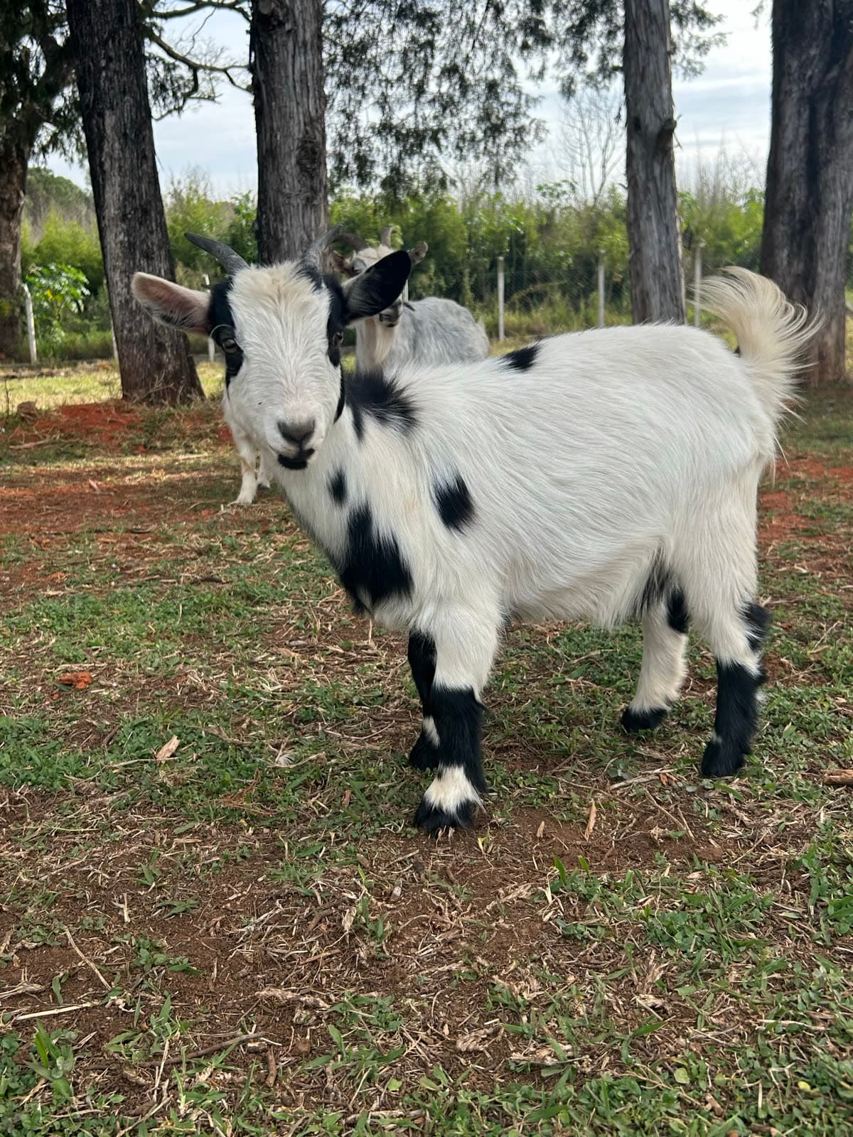Mini cabras entre as árvores