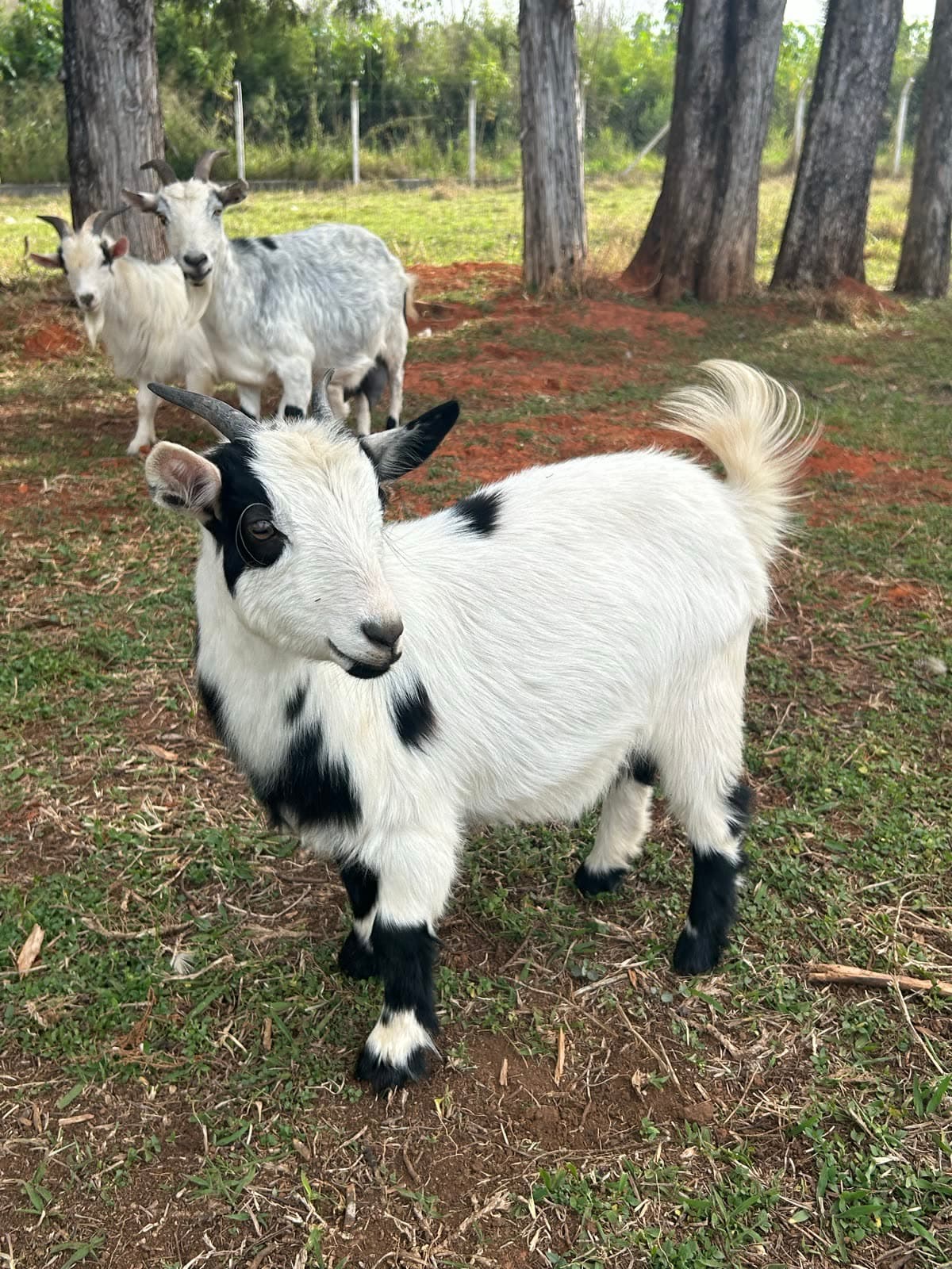 Mini cabras da fazendinha