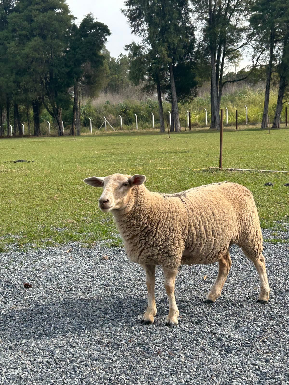 Ovelha da raça Texel